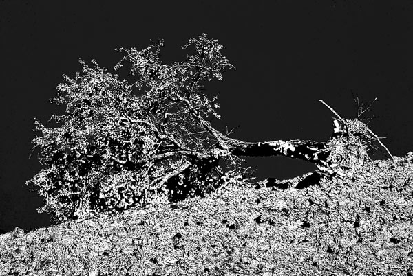 albero3.jpg