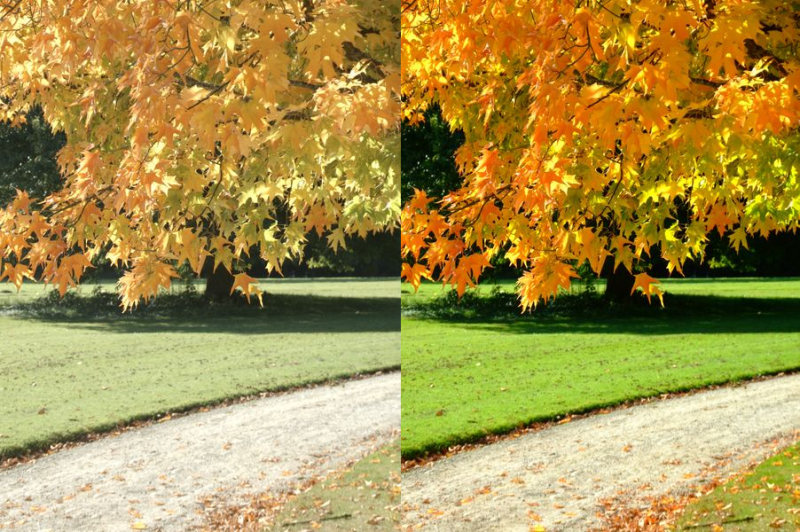 Albero.jpg