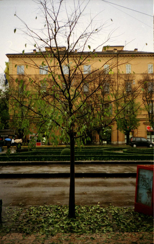 albero.jpg