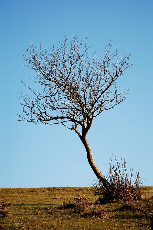 Albero.jpg