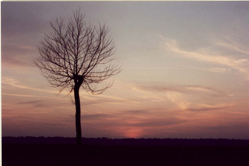 Albero.jpg
