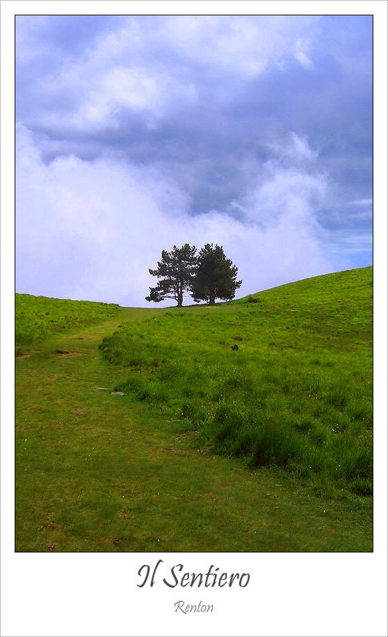 Albero.jpg