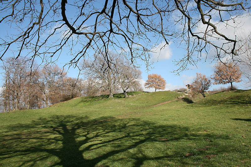 albero.jpg