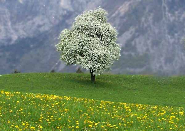 Albero.jpg