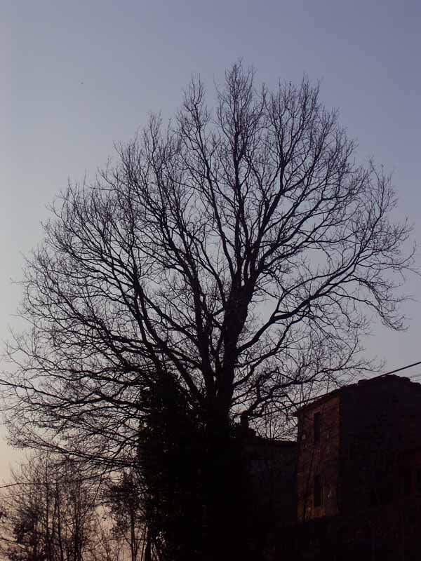 albero.jpg