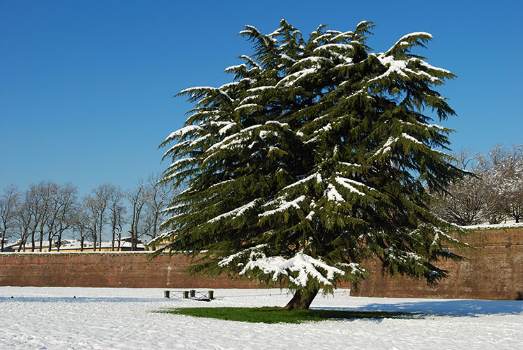 Albero.jpg