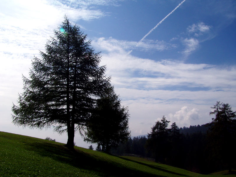 albero_287.jpg