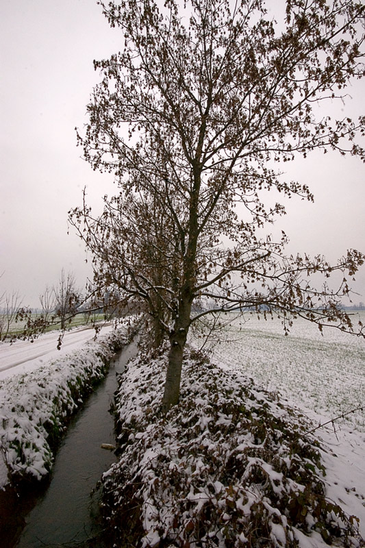 albero_2.jpg