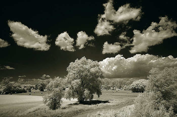 albero_2.jpg