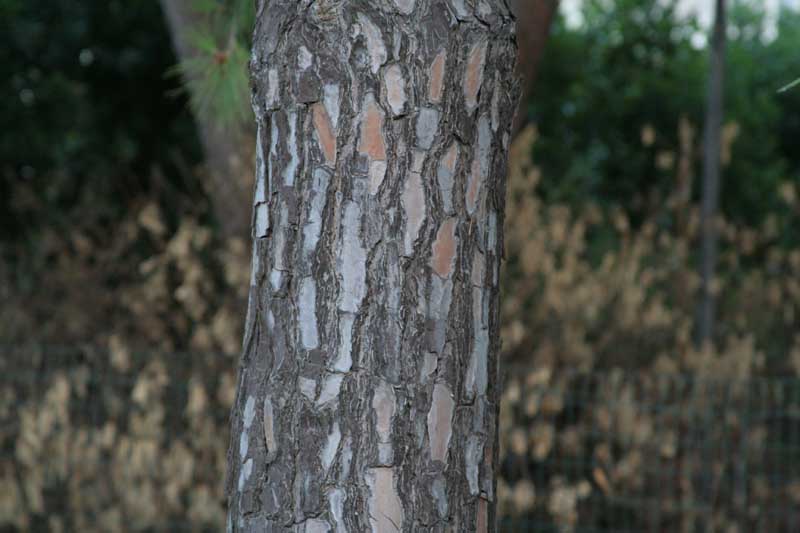 Albero.jpg