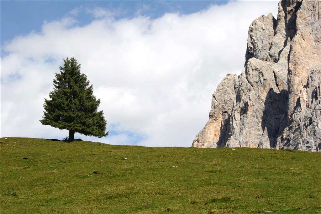 albero.jpg