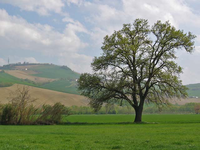 albero.jpg