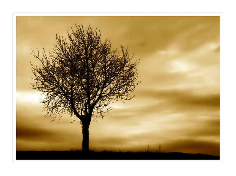 Albero.jpg