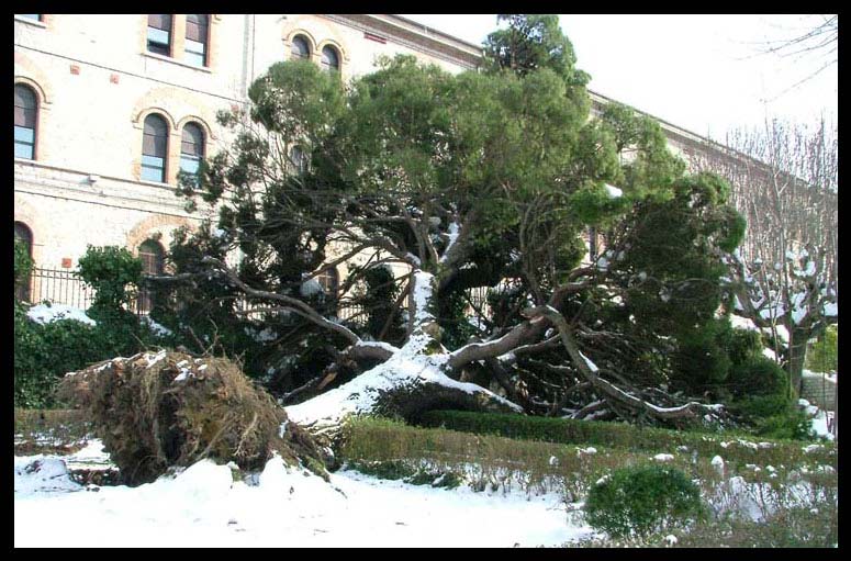 albero.jpg