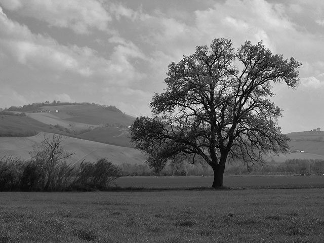 albero_bw.jpg