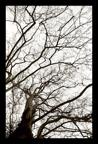 albero_copia_resize[1].jpg
