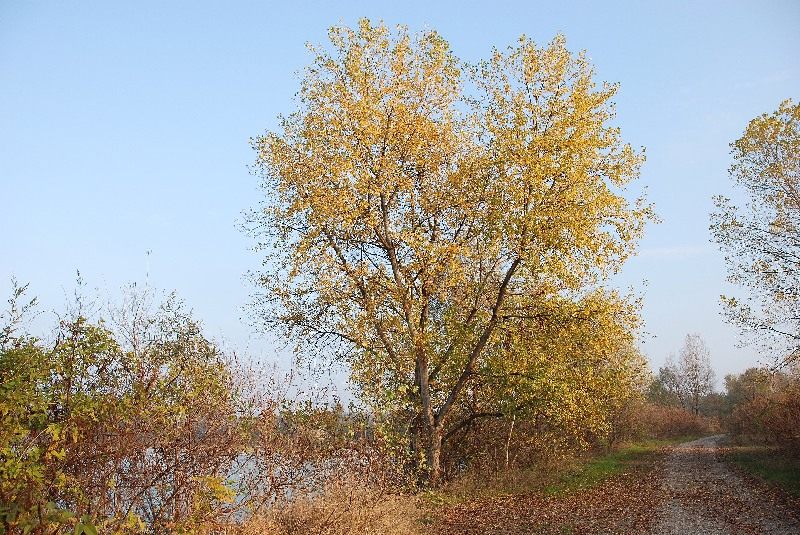 albero d'autunno.jpg