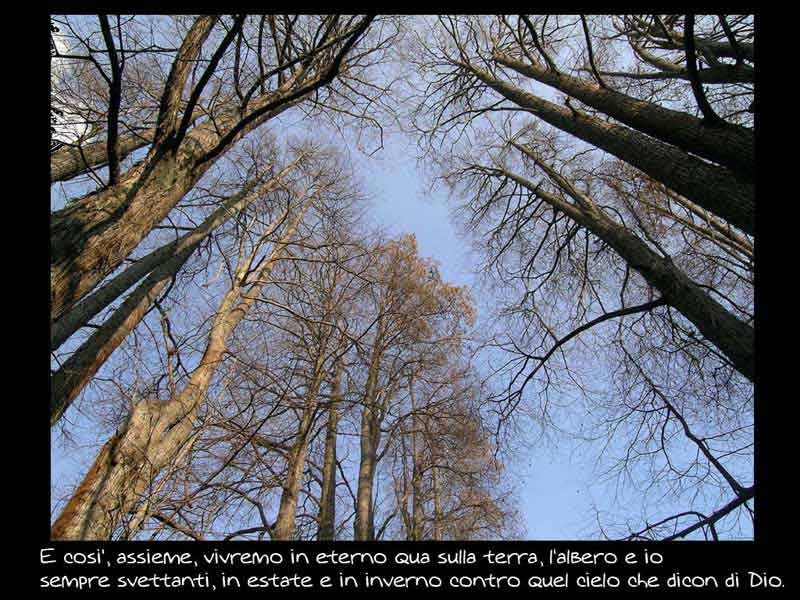 albero_e_io.jpg