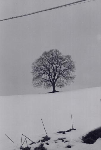 albero newage2.jpg