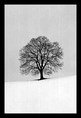 albero_newage2[1].jpg
