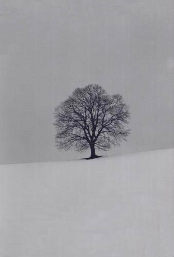 albero_newage_mod.jpg