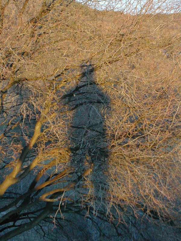 albero&ombra.jpg