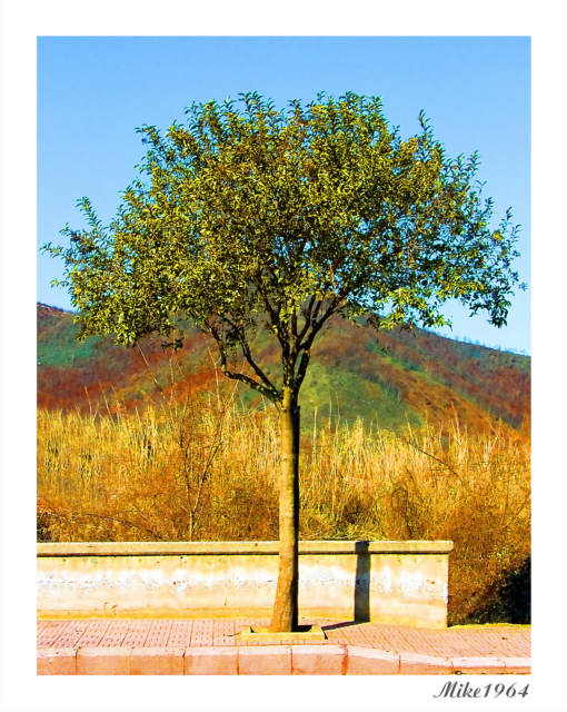 albero pittura-p4u-2.jpg