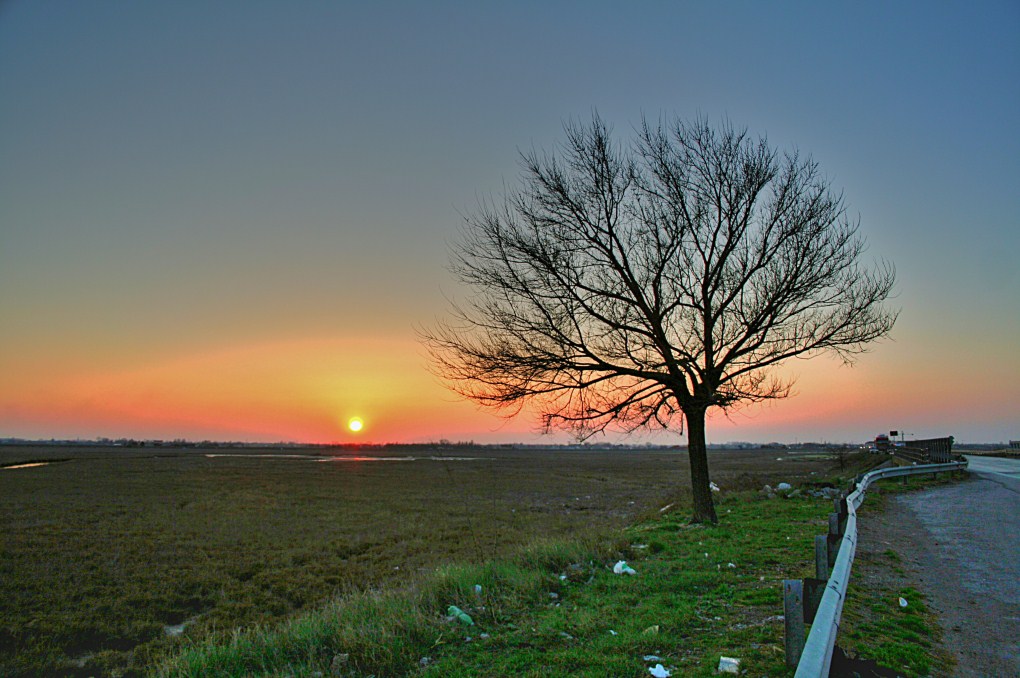 albero solitario gimp (1020 x 678).jpg