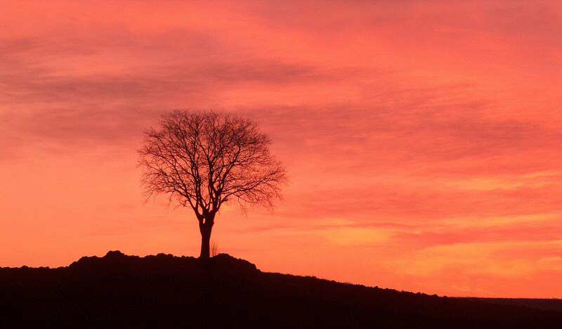 albero_tramonto.jpg