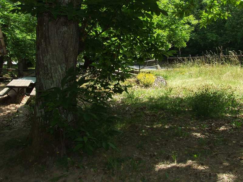 AlberoErba2.jpg