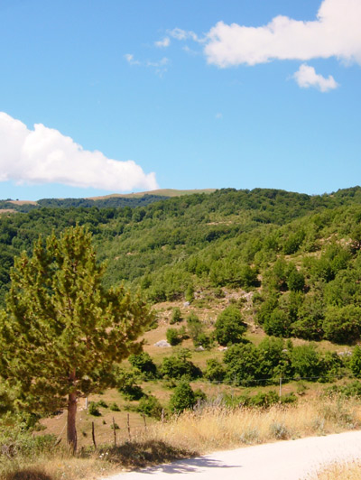 alberoimpasta.jpg
