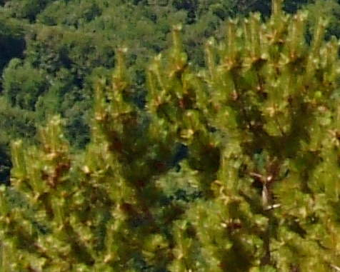 alberoimpastaCROP.jpg