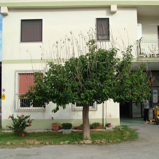 alberoweb.jpg