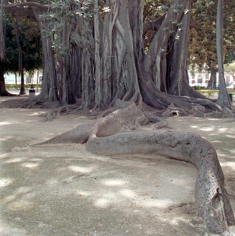 alberoweb1.jpg