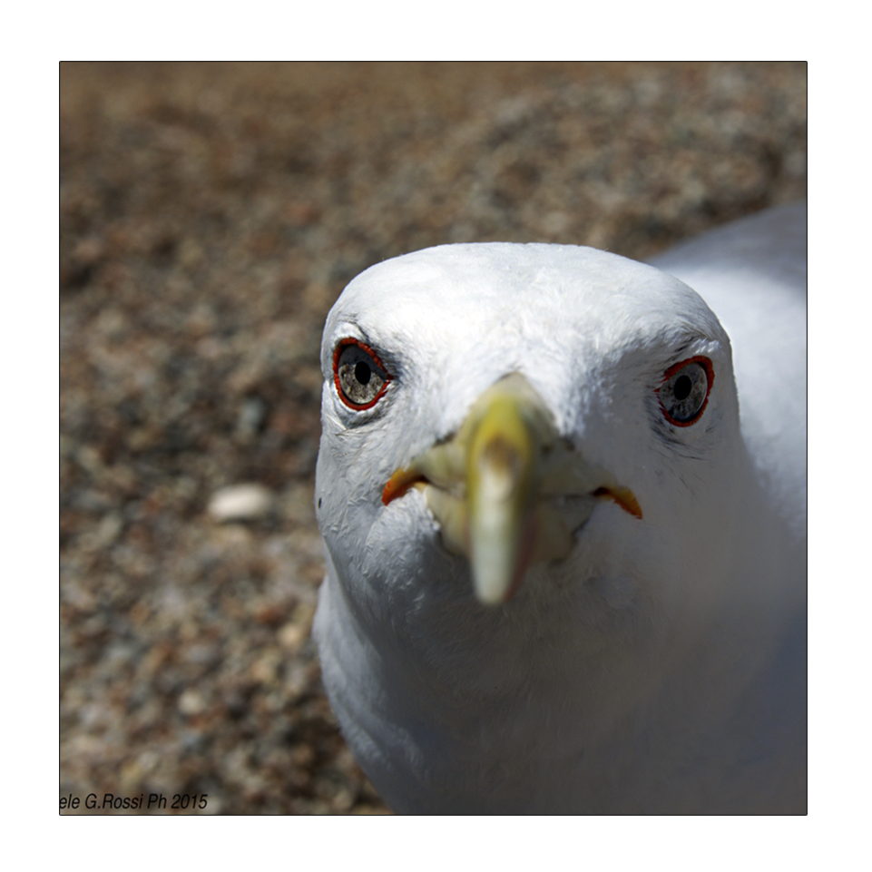 album_pic.php.png