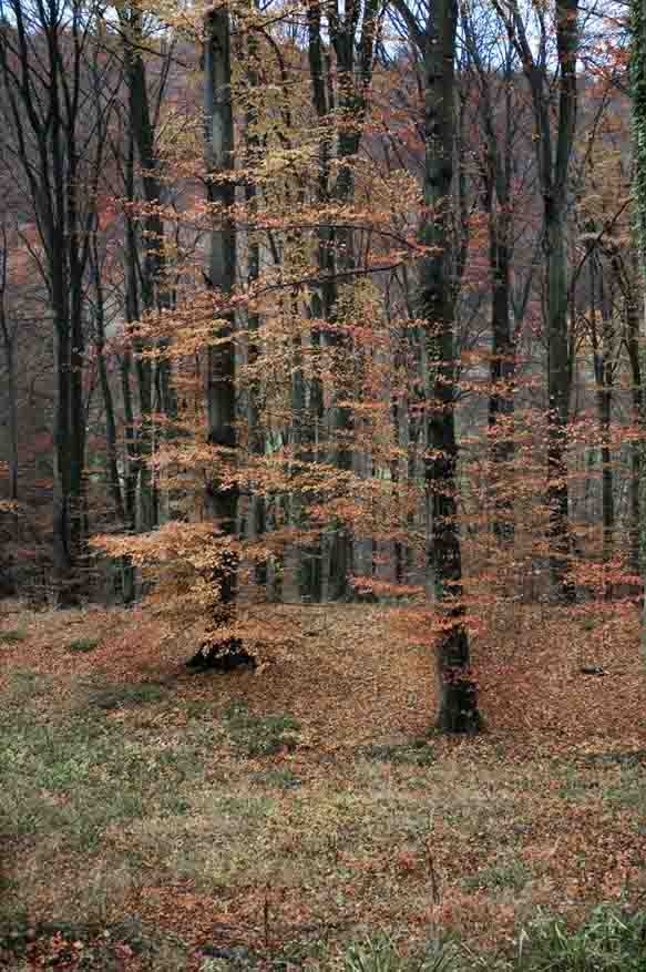 album_pic1.jpg