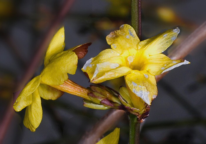 albumFiore1_pic.jpg