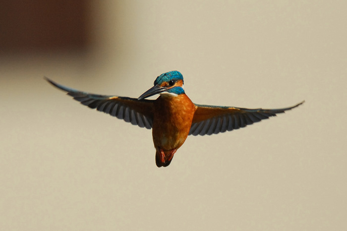 Alcedo atthis (II).JPG