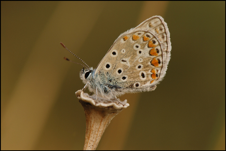 allegata-800-0076.jpg