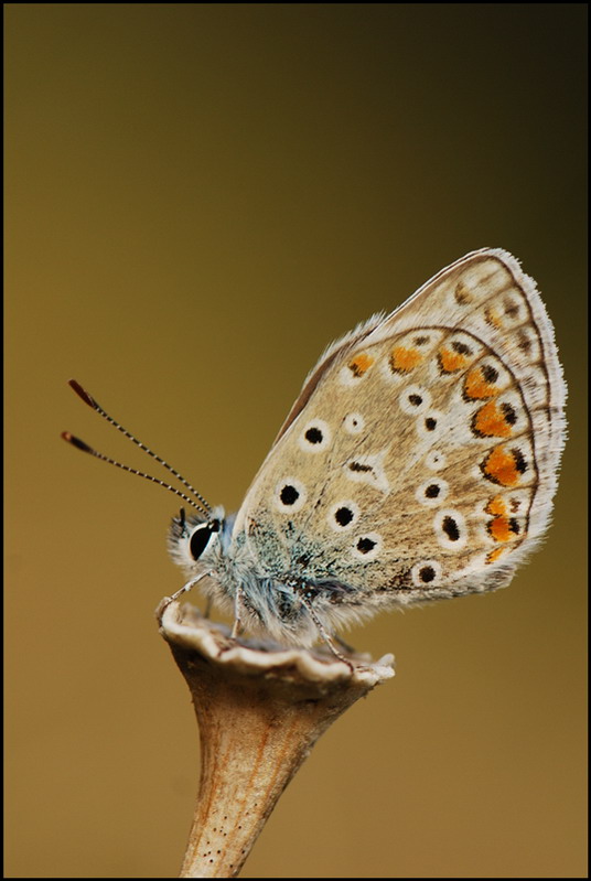 allegato verticale0067.jpg