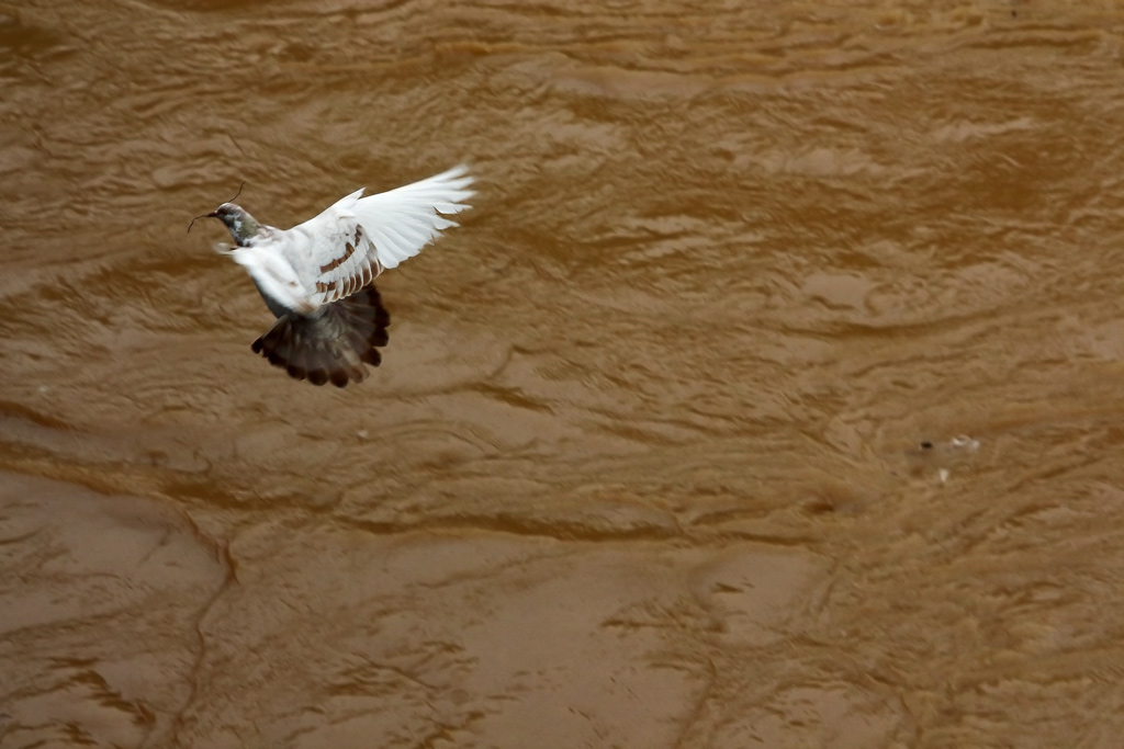 alluvione11.jpg