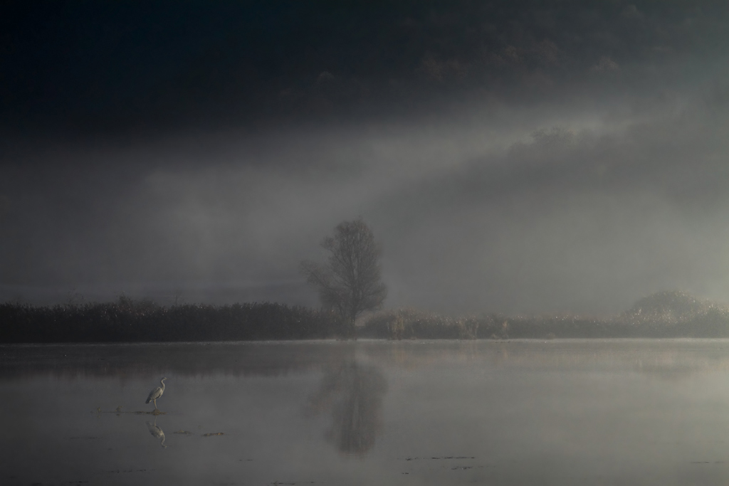 Alone in the fog.jpg