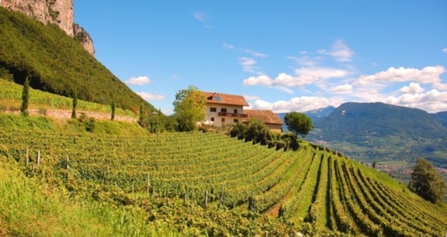 ALTO ADIGE 2008- 1 172.JPG