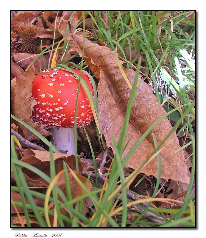 Amanita.jpg