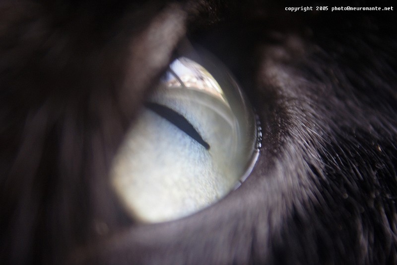 amleto_eye_macro.jpg