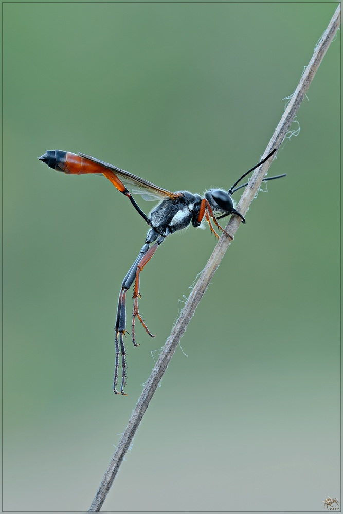 Ammophila-procera_D7M3859_1105.jpg