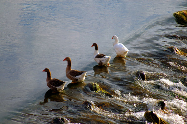 anatre-in-parata.jpg