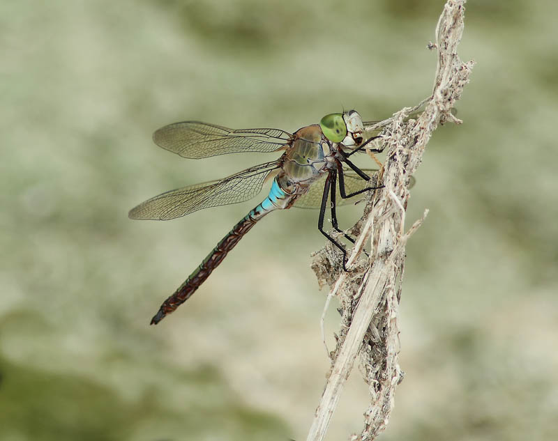 anax-800lt.jpg