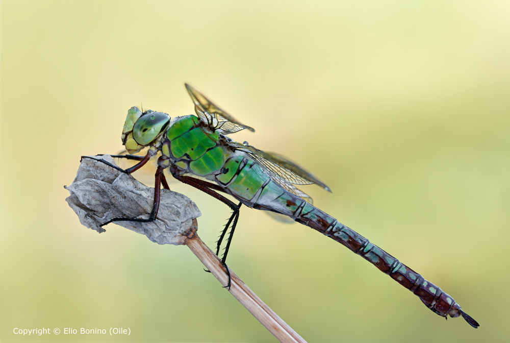 Anax-imperator-2-1000-2.jpg