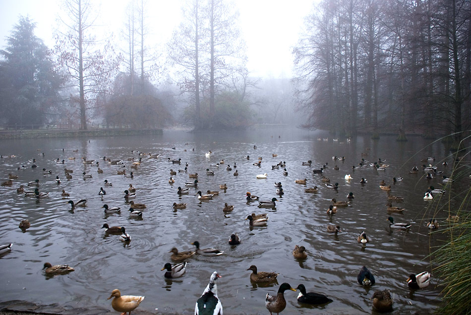 Anche-con-la-nebbia-al-mattino-TUTTI-un-bel-BAGNETTO_2.jpg